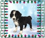 Small Photo #30 Bernedoodle Puppy For Sale in BLACK FOREST, CO, USA