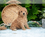 Small Photo #15 Cavapoo Puppy For Sale in KIRKWOOD, PA, USA