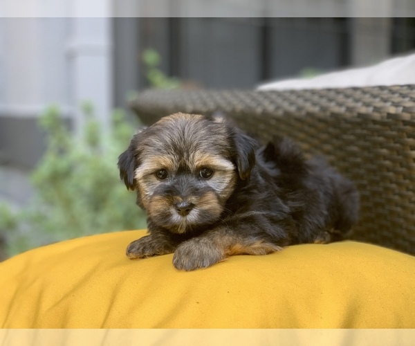 Medium Photo #5 Havashire Puppy For Sale in HOUSTON, TX, USA