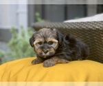 Small Photo #5 Havashire Puppy For Sale in HOUSTON, TX, USA