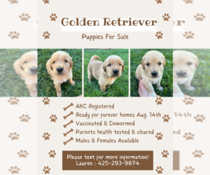 Golden Retriever Puppy for sale in VANCOUVER, WA, USA