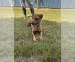 Small #1 Dachshund Mix