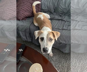 KK - Female American Pit Bull Terrier-Unknown Mix Dog for Adoption - Photo #2