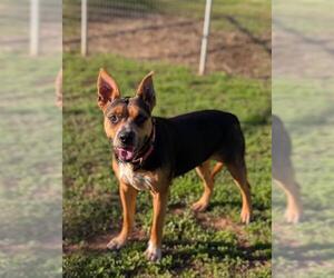 Doberman Pinscher-German Shepherd Dog Mix Dogs for adoption in Sacramento, CA, USA