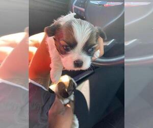 Shih Tzu Puppy for sale in NEW ORLEANS, LA, USA