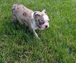 Small #8 Faux Frenchbo Bulldog