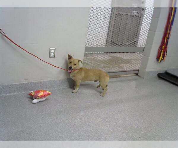 Medium Photo #1 Dachshund-Unknown Mix Puppy For Sale in Pasadena, TX, USA