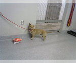 Small Dachshund Mix