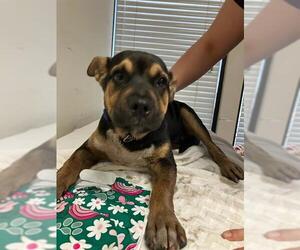 Rottweiler-Unknown Mix Dogs for adoption in Stockton, CA, USA