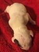 Small Photo #1 Boxer Puppy For Sale in JONESBORO, TN, USA