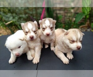 Siberian Husky Puppy for sale in ORANGE PARK, FL, USA