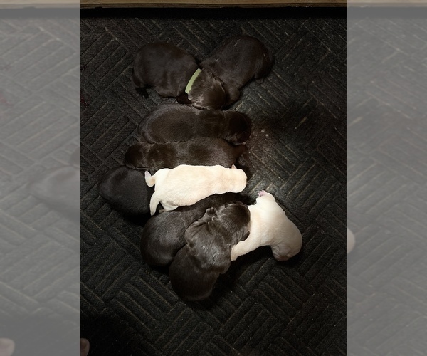Medium Photo #5 Labrador Retriever Puppy For Sale in MC LEANSBORO, IL, USA
