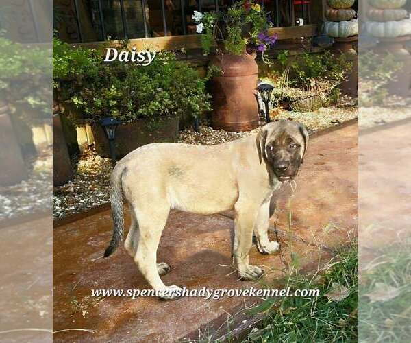 Medium Photo #6 Mastiff Puppy For Sale in CABOOL, MO, USA