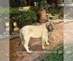 Daisy - Female Mastiff Puppy for Sale - Photo #6