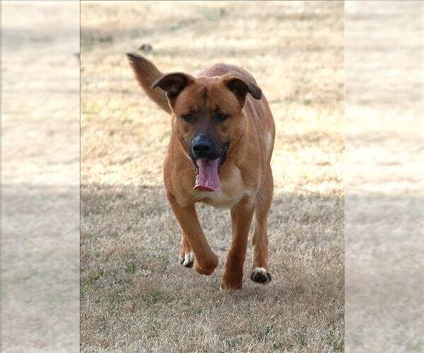 Medium Photo #1 Akita-Labrador Retriever Mix Puppy For Sale in Grovetown, GA, USA