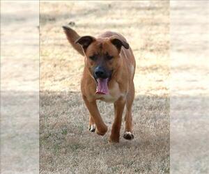 Akita-Labrador Retriever Mix Dogs for adoption in Grovetown, GA, USA