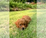 Small Photo #4 Double Doodle Puppy For Sale in LAGRANGE, GA, USA