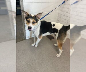 Border Collie Dogs for adoption in San Bernardino, CA, USA