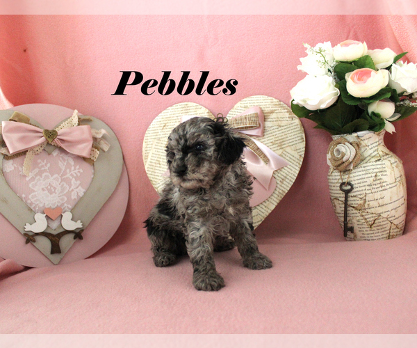 Medium Photo #11 Poodle (Toy) Puppy For Sale in CHANUTE, KS, USA