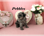 Small #10 Poodle (Toy)