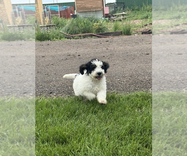 Medium Photo #3 Bernedoodle Puppy For Sale in LONGMONT, CO, USA