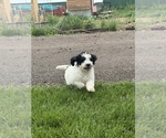 Small #2 Bernedoodle