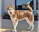 Small Siberian Husky Mix