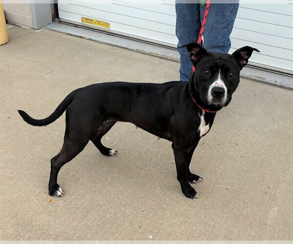 Medium Photo #2 Mutt Puppy For Sale in Louisville, KY, USA