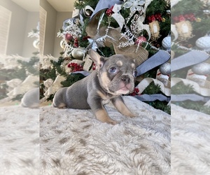 French Bulldog Puppy for sale in HEMET, CA, USA