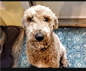 Father of the Goldendoodle puppies born on 11/05/2024