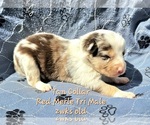 Puppy Tan Collar Border Collie