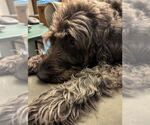 Small Photo #3 Labradoodle Puppy For Sale in SAINT PAUL, MN, USA