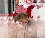 Small Photo #38 Australian Shepherd Puppy For Sale in NEW BRAUNFELS, TX, USA
