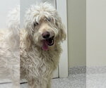 Small #1 Labradoodle