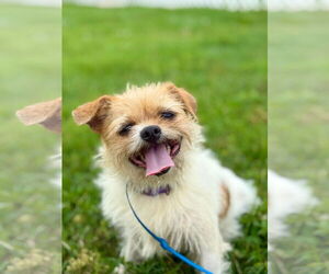 Chug Dogs for adoption in Pacolet, SC, USA
