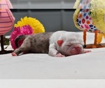 Small #2 Pug