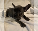 Small Photo #18 French Bulldog Puppy For Sale in JOHNS ISLAND, SC, USA