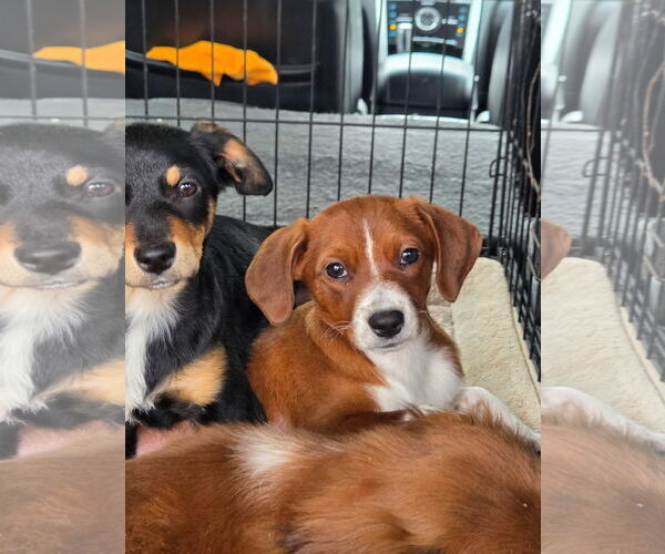 Medium Photo #4 Chihuahua-Unknown Mix Puppy For Sale in Wakefield, RI, USA