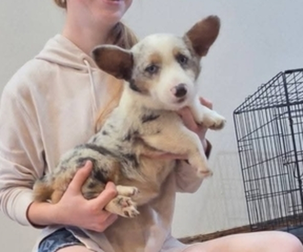 Medium Photo #6 Pembroke Welsh Corgi Puppy For Sale in MILTON, WI, USA