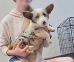 Small #5 Pembroke Welsh Corgi