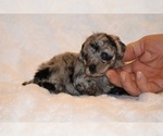 Small #9 Poodle (Toy)