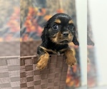 Small Photo #7 Cavalier King Charles Spaniel Puppy For Sale in SOUTH ORANGE, NJ, USA