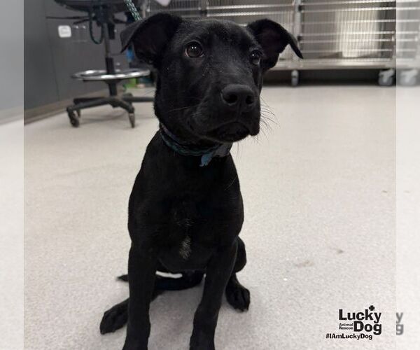 Medium Photo #2 Labrador Retriever-Unknown Mix Puppy For Sale in Washington, DC, USA