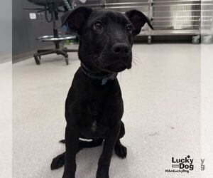 Noah - Male Labrador Retriever-Unknown Mix Dog for Adoption - Photo #2
