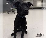 Small Photo #2 Labrador Retriever-Unknown Mix Puppy For Sale in Washington, DC, USA