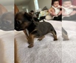 Small #8 Chihuahua