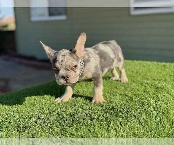 Medium Photo #11 French Bulldog Puppy For Sale in JACKSONVILLE, FL, USA