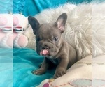 Small #2 French Bulldog