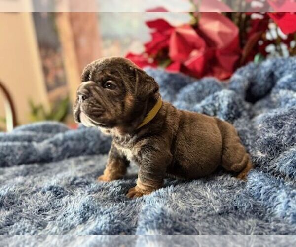 Medium Photo #4 English Bulldog Puppy For Sale in OOLOGAH, OK, USA