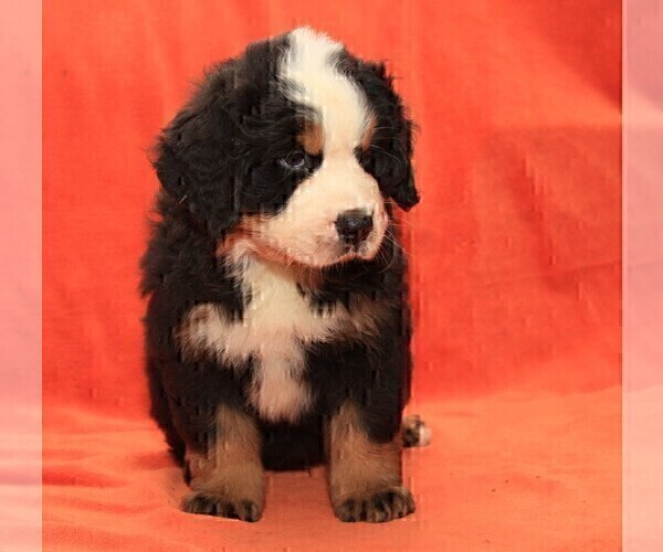 Medium Photo #5 Bernese Mountain Dog Puppy For Sale in Hatvan, Heves, Hungary